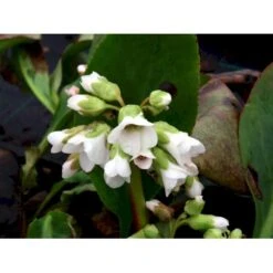 Kæmpestenbræk 'Bressingham White' Bergenia Cordifolia 'Bressingham White' 1 Liter Potte -Osmo Salgsbutik mi10821 bergenia bressingham white 3be1