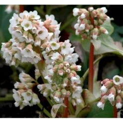 Kæmpestenbræk 'Bressingham White' Bergenia Cordifolia 'Bressingham White' 1 Liter Potte -Osmo Salgsbutik mi10821 bergenia bressingham white c5f0