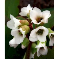 Kæmpestenbræk 'Bressingham White' Bergenia Cordifolia 'Bressingham White' 1 Liter Potte -Osmo Salgsbutik mi10821 bergenia bressingham white e9a3