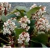 Kæmpestenbræk 'Bressingham White' Bergenia Cordifolia 'Bressingham White' 1 Liter Potte -Osmo Salgsbutik mi10821 bergenia bressingham white ed2d