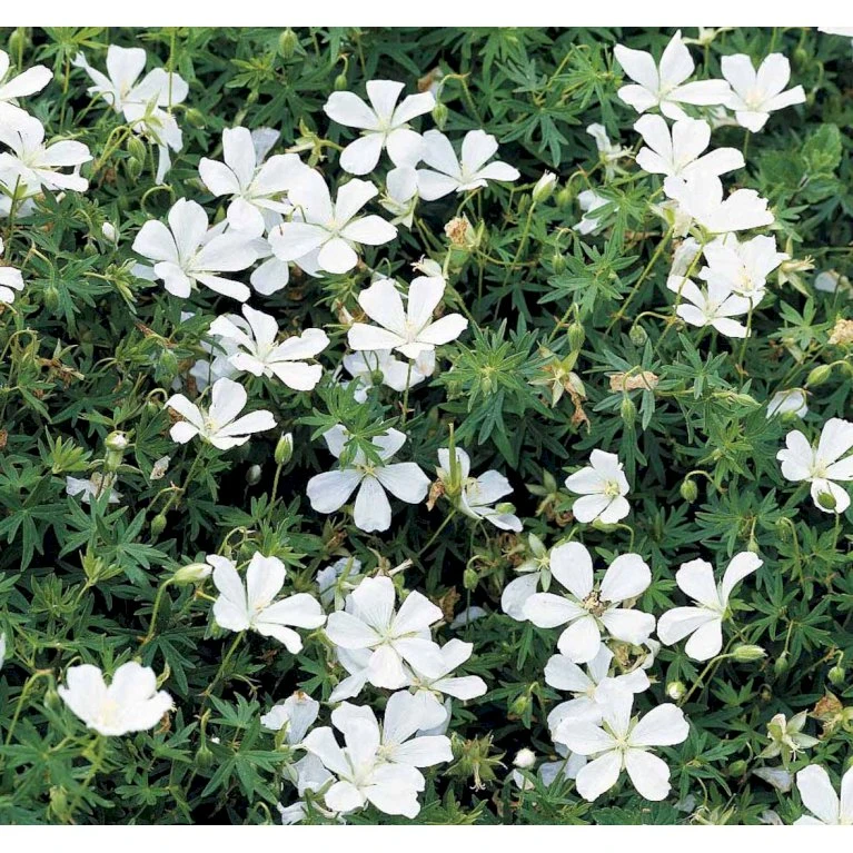 Blodrød Storkenæb 'Album' Geranium Sanguineum 'Album' 10 Cm. Potte 8 Blodrød Storkenæb 'Album' Geranium Sanguineum 'Album' 10 Cm. Potte - Billede 6
