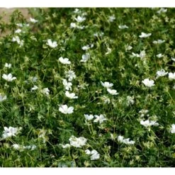 Blodrød Storkenæb 'Album' Geranium Sanguineum 'Album' 10 Cm. Potte 10 Blodrød Storkenæb 'Album' Geranium Sanguineum 'Album' 10 Cm. Potte -Osmo Salgsbutik mi1082 geranium sanguineum album 527b