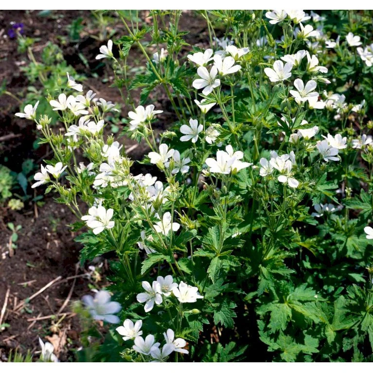 Blodrød Storkenæb 'Album' Geranium Sanguineum 'Album' 10 Cm. Potte 7 Blodrød Storkenæb 'Album' Geranium Sanguineum 'Album' 10 Cm. Potte - Billede 5