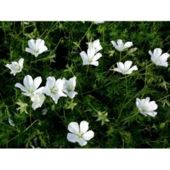 Blodrød Storkenæb 'Album' Geranium Sanguineum 'Album' 10 Cm. Potte 11 Blodrød Storkenæb 'Album' Geranium Sanguineum 'Album' 10 Cm. Potte -Osmo Salgsbutik mi1082 geranium sanguineum album f137