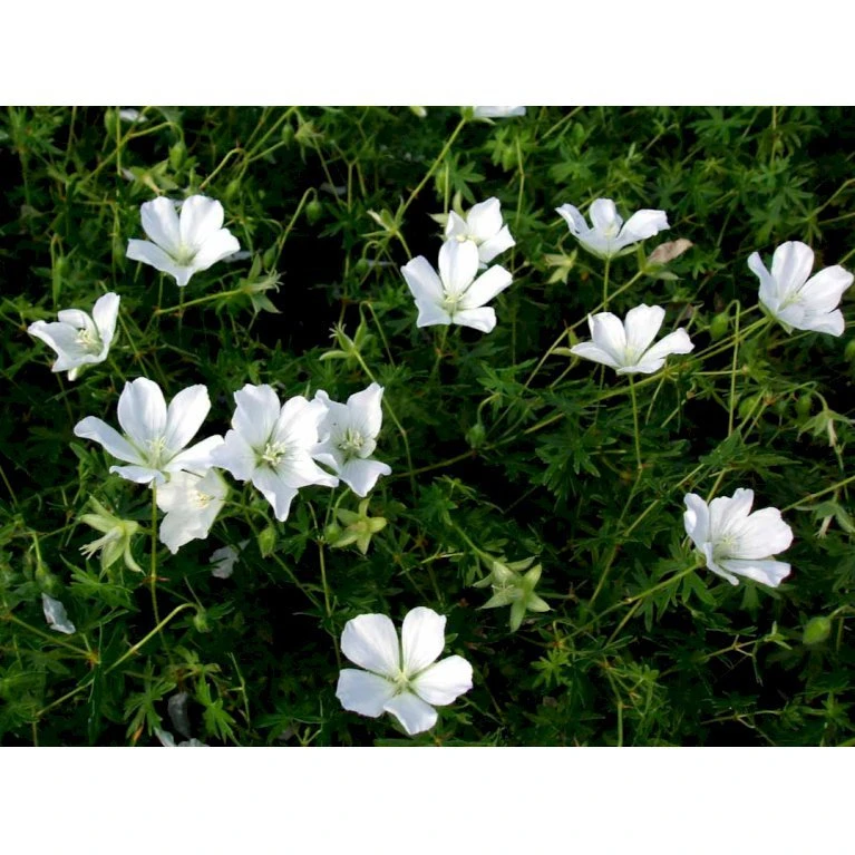 Blodrød Storkenæb 'Album' Geranium Sanguineum 'Album' 10 Cm. Potte 6 Blodrød Storkenæb 'Album' Geranium Sanguineum 'Album' 10 Cm. Potte - Billede 4