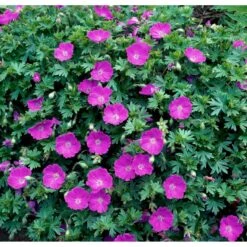 Blodrød Storkenæb 'Max Frei' Geranium Sanguineum 'Max Frei' 10 Cm. Potte -Osmo Salgsbutik mi1083 geranium sanguineum max frei 0abe