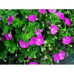 Blodrød Storkenæb 'Max Frei' Geranium Sanguineum 'Max Frei' 10 Cm. Potte -Osmo Salgsbutik mi1083 geranium sanguineum max frei 8e96