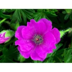 Blodrød Storkenæb 'Max Frei' Geranium Sanguineum 'Max Frei' 10 Cm. Potte -Osmo Salgsbutik mi1083 geranium sanguineum max frei bdc9