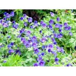 Skov Storkenæb 'Mayflower' Geranium Sylvaticum 'Mayflower' 1 Liter Potte -Osmo Salgsbutik mi1084 geranium sylvaticum mayflower 6f78