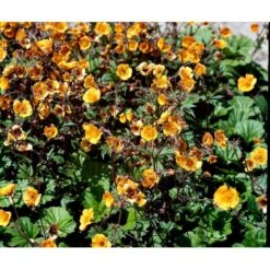 Nellikerod 'Carlskær' Geum Hybrid 'Carlskær' 1 Liter Potte -Osmo Salgsbutik mi1086 geum karlskaer 7d27