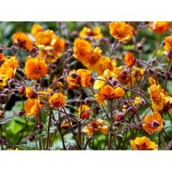 Nellikerod 'Carlskær' Geum Hybrid 'Carlskær' 1 Liter Potte -Osmo Salgsbutik mi1086 geum karlskaer c470