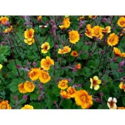 Nellikerod 'Carlskær' Geum Hybrid 'Carlskær' 1 Liter Potte -Osmo Salgsbutik mi1086 geum karlskaer c730