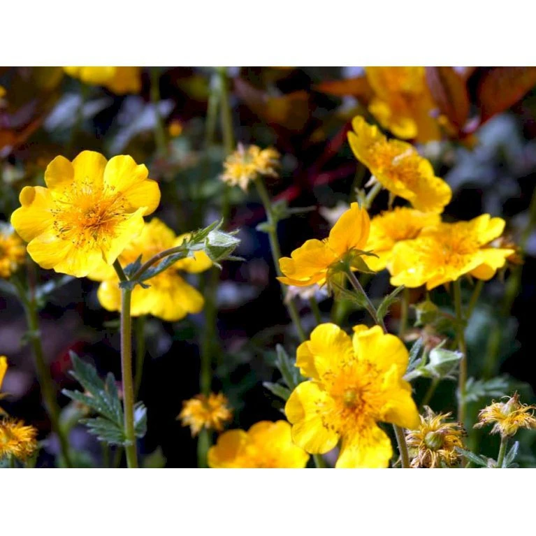 Bjerg-Nellikerod 'Diana' Geum Montanum 'Diana' 1 Liter Potte 8 Bjerg-Nellikerod 'Diana' Geum Montanum 'Diana' 1 Liter Potte - Billede 6