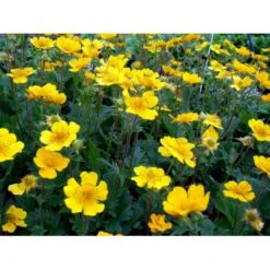 Bjerg-Nellikerod 'Diana' Geum Montanum 'Diana' 1 Liter Potte 11 Bjerg-Nellikerod 'Diana' Geum Montanum 'Diana' 1 Liter Potte -Osmo Salgsbutik mi1087 geum montanum diana 419e