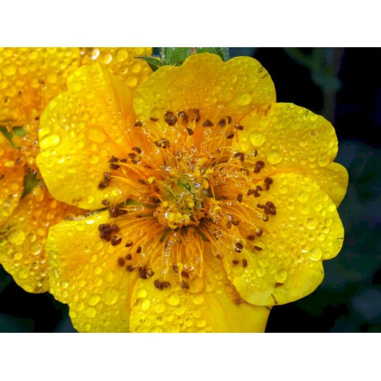 Bjerg-Nellikerod 'Diana' Geum Montanum 'Diana' 1 Liter Potte 5 Bjerg-Nellikerod 'Diana' Geum Montanum 'Diana' 1 Liter Potte - Billede 3