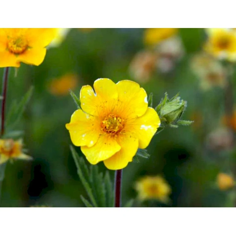 Bjerg-Nellikerod 'Diana' Geum Montanum 'Diana' 1 Liter Potte 7 Bjerg-Nellikerod 'Diana' Geum Montanum 'Diana' 1 Liter Potte - Billede 5