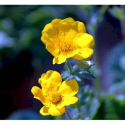 Bjerg-Nellikerod 'Diana' Geum Montanum 'Diana' 1 Liter Potte