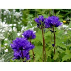 Nøgleklokke Campanula Glomerata Potte 2 Liter.