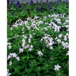 Mælkeklokke 'Loddon Anna' Campanula Lactiflora 'Loddon Anna' 1 Liter Potte -Osmo Salgsbutik mi10903 campanula lactiflora loddon anne 0332