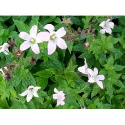 Mælkeklokke 'Loddon Anna' Campanula Lactiflora 'Loddon Anna' 1 Liter Potte -Osmo Salgsbutik mi10903 campanula lactiflora loddon anne 213e