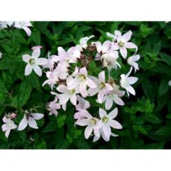 Mælkeklokke 'Loddon Anna' Campanula Lactiflora 'Loddon Anna' 1 Liter Potte -Osmo Salgsbutik mi10903 campanula lactiflora loddon anne c4bf