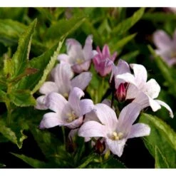 Mælkeklokke 'Loddon Anna' Campanula Lactiflora 'Loddon Anna' 1 Liter Potte -Osmo Salgsbutik mi10903 campanula lactiflora loddon anne d8dc