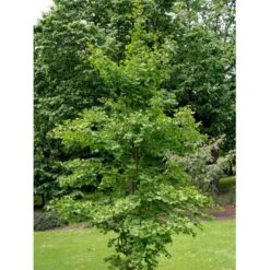 Tempeltræ Ginkgo Biloba Potte 7,5 Liter 175-200 Cm. -Osmo Salgsbutik mi1094 ginkgo biloba 2908