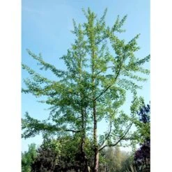 Tempeltræ Ginkgo Biloba Potte 7,5 Liter 175-200 Cm. -Osmo Salgsbutik mi1094 ginkgo biloba 44b7