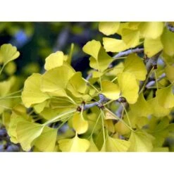 Tempeltræ Ginkgo Biloba Potte 7,5 Liter 175-200 Cm. -Osmo Salgsbutik mi1094 ginkgo biloba 5120