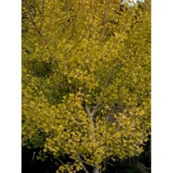 Tempeltræ Ginkgo Biloba Potte 7,5 Liter 175-200 Cm. -Osmo Salgsbutik mi1094 ginkgo biloba 819f