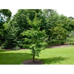 Tempeltræ Ginkgo Biloba Potte 7,5 Liter 175-200 Cm. -Osmo Salgsbutik mi1094 ginkgo biloba af66