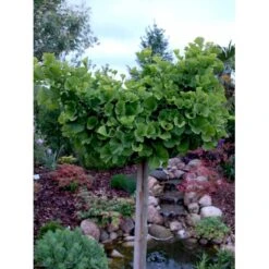 Kugle-Tempeltræ 'Mariken' Ginkgo Biloba 'Mariken' Opstammet 60 Cm. 7,5 Liter Potte -Osmo Salgsbutik mi1109 ginkgo biloba mariken 06fc