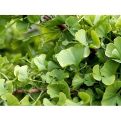 Kugle-Tempeltræ 'Mariken' Ginkgo Biloba 'Mariken' Opstammet 60 Cm. 7,5 Liter Potte -Osmo Salgsbutik mi1109 ginkgo biloba mariken 366f