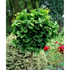 Kugle-Tempeltræ 'Mariken' Ginkgo Biloba 'Mariken' Opstammet 60 Cm. 7,5 Liter Potte -Osmo Salgsbutik mi1109 ginkgo biloba mariken 3769