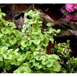 Kugle-Tempeltræ 'Mariken' Ginkgo Biloba 'Mariken' Opstammet 60 Cm. 7,5 Liter Potte -Osmo Salgsbutik mi1109 ginkgo biloba mariken 99fb