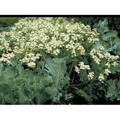 Almindelig Strandkål Crambe Maritima 2 Liter Potte -Osmo Salgsbutik mi11164 crambe maritima 7d51