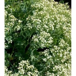 Almindelig Strandkål Crambe Maritima 2 Liter Potte -Osmo Salgsbutik mi11164 crambe maritima dff5