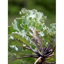 Almindelig Strandkål Crambe Maritima 2 Liter Potte -Osmo Salgsbutik mi11164 crambe maritima f6fd