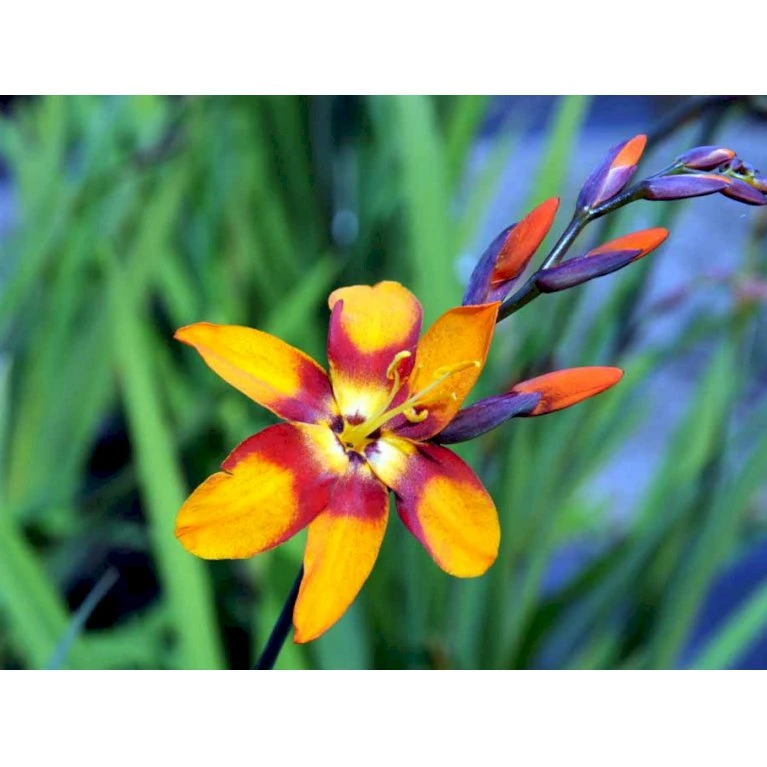 Montbretia 'Emily Mckenzie' Crocosmia Hybrid 'Emily Mckenzie' 1 Liter Potte 5 Montbretia 'Emily Mckenzie' Crocosmia Hybrid 'Emily Mckenzie' 1 Liter Potte - Billede 3