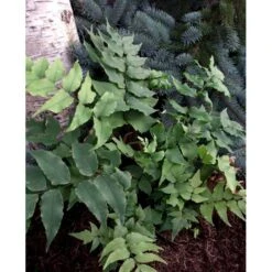 Cyrtomium Fortunei 'Clivicola' Mahognibregne 1 Liter Potte -Osmo Salgsbutik mi11202 cyrtomium fortunei var clivicola e76b