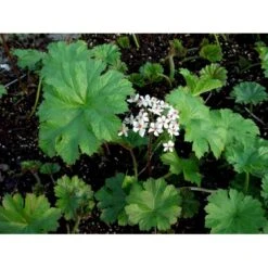 Skjoldblad Darmera Peltatum Potte 2 Liter. -Osmo Salgsbutik mi11223 darmera peltata 44b8