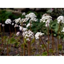 Skjoldblad Darmera Peltatum Potte 2 Liter. -Osmo Salgsbutik mi11223 darmera peltata d207