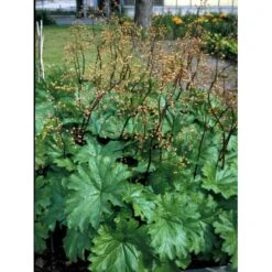 Skjoldblad Darmera Peltatum Potte 2 Liter. -Osmo Salgsbutik mi11223 darmera peltata e3e8