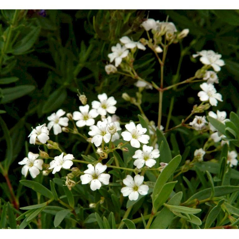 Stenhøjsbrudeslør Gypsophila Repens 10 Cm. Potte 5 Stenhøjsbrudeslør Gypsophila Repens 10 Cm. Potte - Billede 3