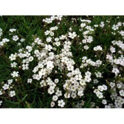 Stenhøjsbrudeslør Gypsophila Repens 10 Cm. Potte 9 Stenhøjsbrudeslør Gypsophila Repens 10 Cm. Potte -Osmo Salgsbutik mi1122 gypsophila repens a8ea