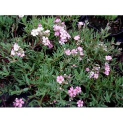 Stenhøjsbrudeslør Gypsophila Repens 'Rosea' 10 Cm. Potte -Osmo Salgsbutik mi1130 gypsophila repens rosea faf9