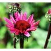 Purpursolhat Echinacea Pur. 'Fatal Attraction'® 1 Liter Potte -Osmo Salgsbutik mi11405 echinacea fatal attraction r 066e