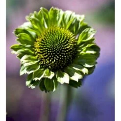 Purpursolhat Echinacea Pur. 'Green Jewel'® 1 Liter Potte -Osmo Salgsbutik mi11407 echinacea green juwel r c249