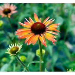 Solhat 'Hot Summer' Echinacea Hybrid 'Hot Summer' 1 Liter Potte -Osmo Salgsbutik mi11411 echinacea hot summer r 606e