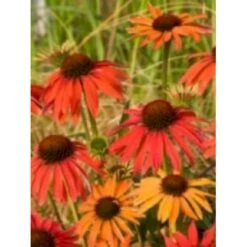 Solhat 'Hot Summer' Echinacea Hybrid 'Hot Summer' 1 Liter Potte -Osmo Salgsbutik mi11411 echinacea hot summer r 779b